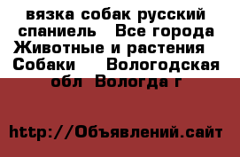 вязка собак русский спаниель - Все города Животные и растения » Собаки   . Вологодская обл.,Вологда г.